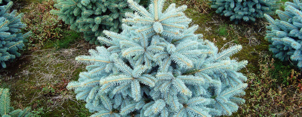 abete rosso picea pungens Polonia